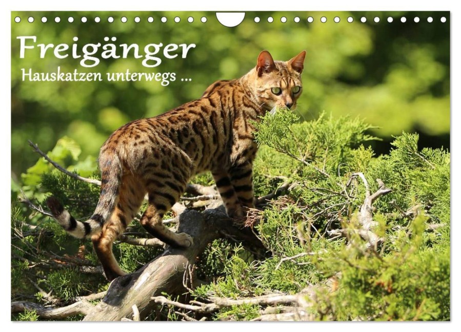 Freigänger - Hauskatzen unterwegs (Wandkalender 2026 DIN A4 quer), CALVENDO Monatskalender - Werner Schmäing