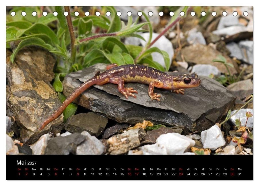 InsideView 7