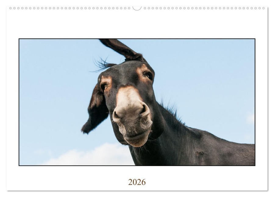 Esel Lebensfreude - Spaß mit Langohren (Wandkalender 2026 DIN A2 quer), CALVENDO Monatskalender - Meike Bölts