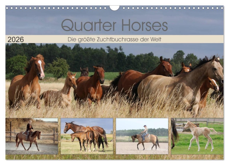 Quarter Horses - Die größte Zuchtbuchrasse der Welt (Wandkalender 2026 DIN A3 quer), CALVENDO Monatskalender - B. Mielewczyk