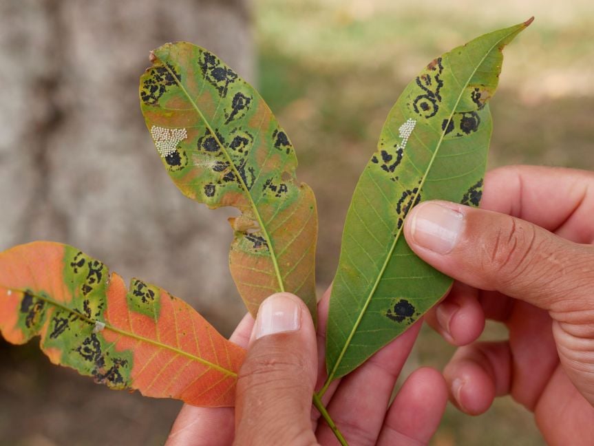 InsideView 3