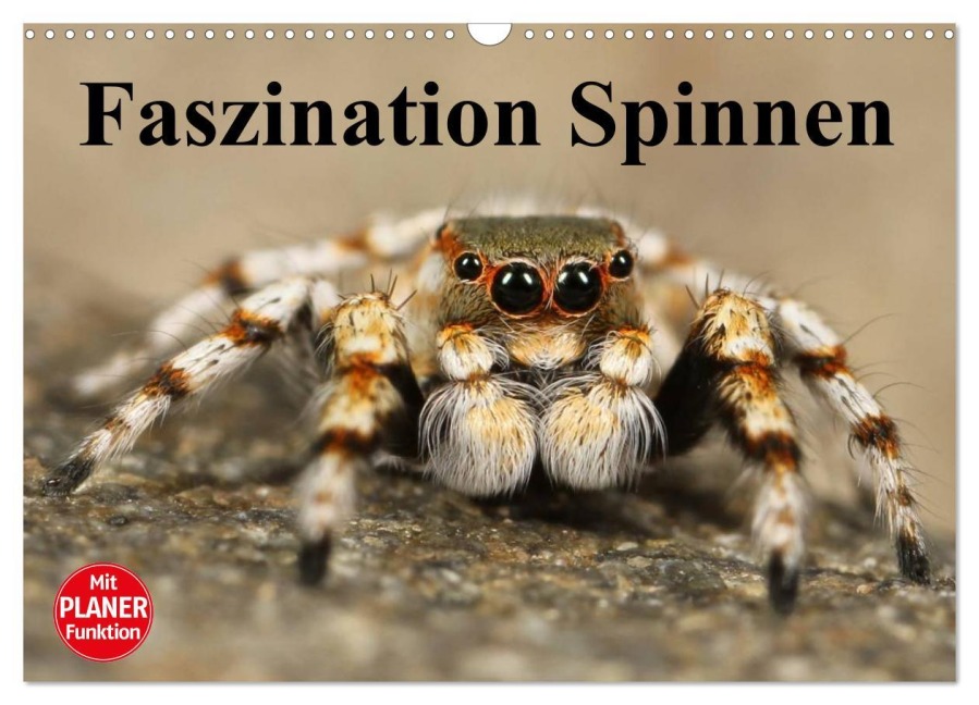 Faszination Spinnen (Wandkalender 2026 DIN A3 quer), CALVENDO Monatskalender - Elisabeth Stanzer