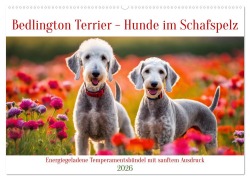 Cover-Bild zum Titel 'Bedlington Terrier - Hunde im Schafspelz (Wandkalender 2026 DIN A2 quer), CALVENDO Monatskalender' von 'Claudia Kleemann'