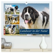 Landseer in der Natur. Majestätische und sanfte Hundeseelen (hochwertiger Premium Wandkalender 2026 DIN A2 quer), Kunstdruck in Hochglanz - Rose Hurley