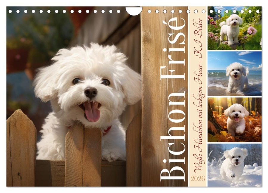 Bichon frisé, weiße Hündchen mit lockigem Haar (Wandkalender 2026 DIN A4 quer), CALVENDO Monatskalender - Sabine Löwer