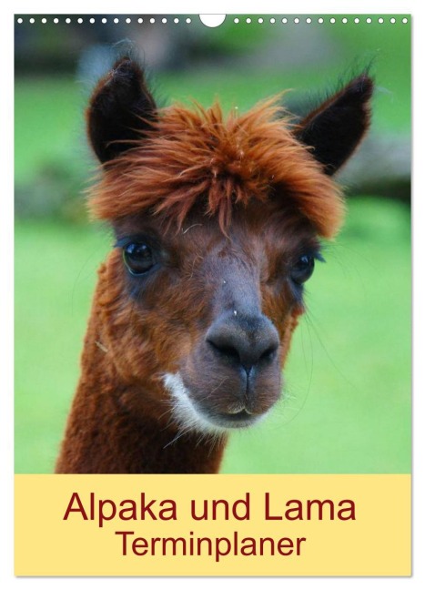 Alpaka und Lama Terminplaner (Wandkalender 2026 DIN A3 hoch), CALVENDO Monatskalender - Kattobello Kattobello