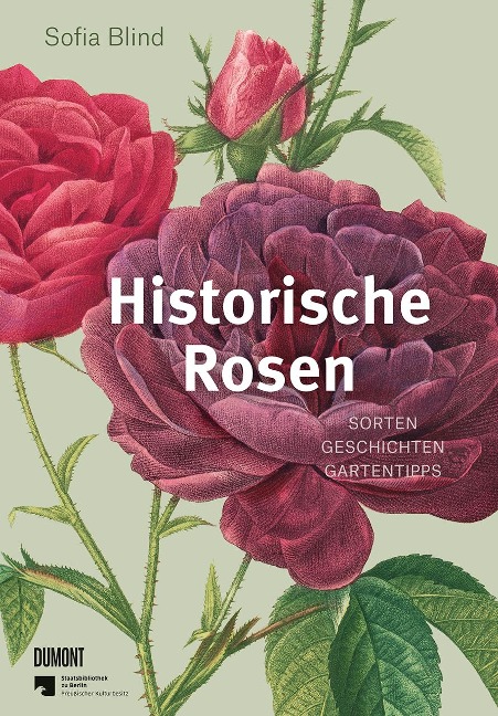 Historische Rosen - Sofia Blind
