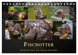 Fischotter - putzige Kerlchen und elegante Schwimmer (Tischkalender 2026 DIN A5 quer), CALVENDO Monatskalender - Peter Roder
