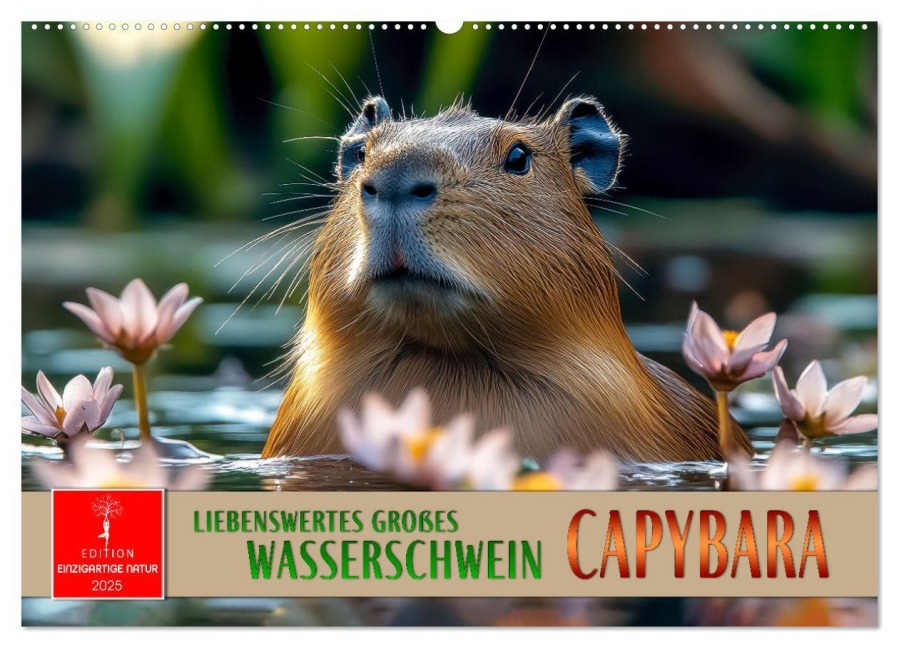 Capybara - liebenswertes großes Wasserschwein (Wandkalender 2025 DIN A2 quer), CALVENDO Monatskalender - Peter Roder