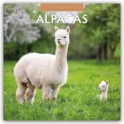 Alpacas - Alpakas 2026 - 16-Monatskalender - Robin Red