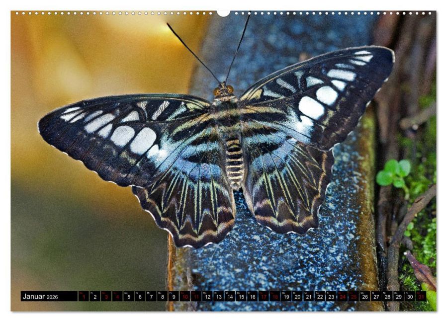InsideView 5