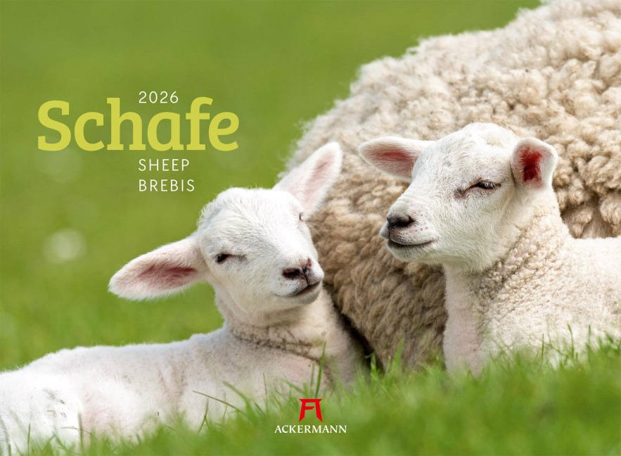 Schafe Kalender 2026 - 