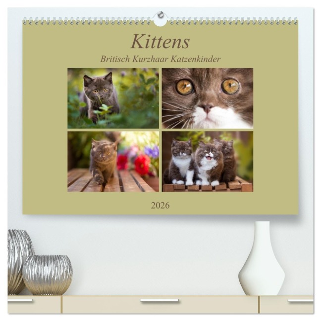 Kittens - Britisch Kurzhaar Katzenkinder (hochwertiger Premium Wandkalender 2026 DIN A2 quer), Kunstdruck in Hochglanz - Janina Bürger
