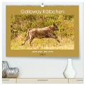 Galloway Kälbchen - Liebenswert und lockig (hochwertiger Premium Wandkalender 2024 DIN A2 quer), Kunstdruck in Hochglanz - Meike Bölts