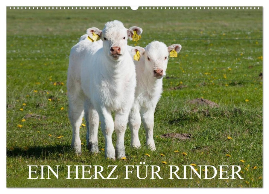 Ein Herz für Rinder (Wandkalender 2026 DIN A2 quer), CALVENDO Monatskalender - Sigrid Starick