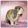 Lop-eared Rabbits - Widderkaninchen 2024 - 16-Monatskalender - Avonside Publishing Ltd