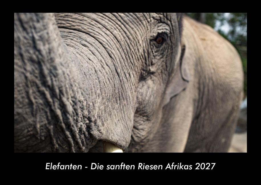 Elefanten - Die sanften Riesen Afrikas 2027 Fotokalender DIN A3 - Tobias Becker