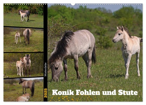 Mutterliebe - Konik Fohlen und Stute (Wandkalender 2025 DIN A2 quer), CALVENDO Monatskalender - Babett Paul - Babetts Bildergalerie