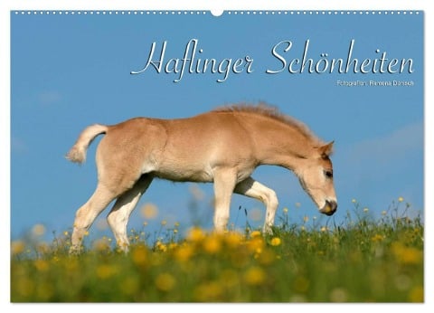 Haflinger Schönheiten (Wandkalender 2025 DIN A2 quer), CALVENDO Monatskalender - Ramona Dünisch - Www. Ramona-Duenisch. De