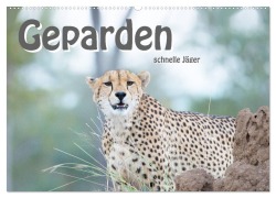 Geparden - schnelle Jäger (Wandkalender 2025 DIN A2 quer), CALVENDO Monatskalender - Robert Styppa