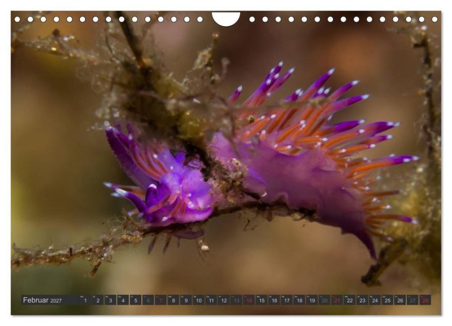 InsideView 7