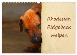 Rhodesian Ridgeback Welpen (Wandkalender 2026 DIN A3 quer), CALVENDO Monatskalender - Anke van Wyk