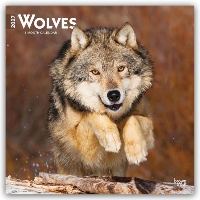 Wolves - Wölfe 2027 - 16-Monatskalender - Browntrout Publishers
