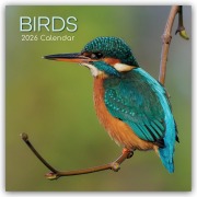 Birds - Vögel 2026 - 16-Monatskalender - Gifted Stationery Co. Ltd