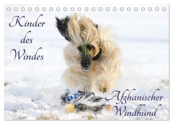 Cover-Bild zum Titel 'Kinder des Windes - Afghanischer Windhund (Tischkalender 2026 DIN A5 quer), CALVENDO Monatskalender' von 'Sigrid Starick'