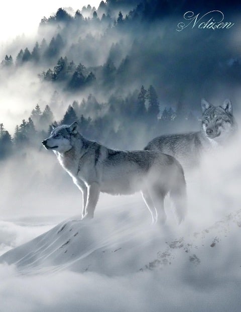 Fantasy Notizbuch: Wölfe im Nebel - weiße Seiten mit Eckmotiv - Samuriel Sternenfeuer