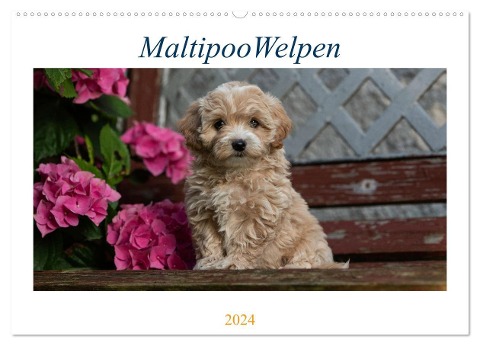 Maltipoo Welpen (Wandkalender 2024 DIN A2 quer), CALVENDO Monatskalender - Tanja Schultz