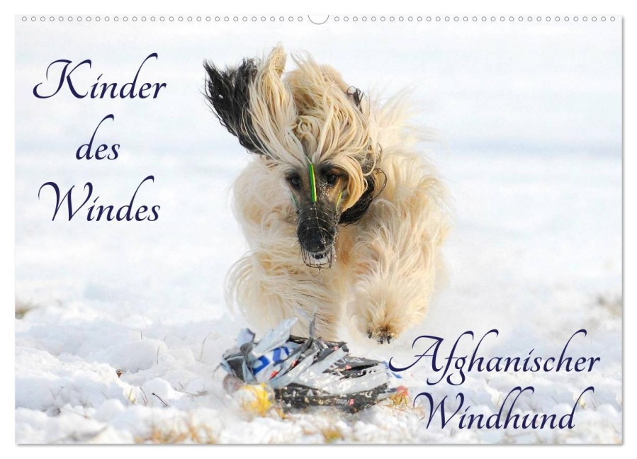 Kinder des Windes - Afghanischer Windhund (Wandkalender 2026 DIN A2 quer), CALVENDO Monatskalender - Sigrid Starick