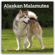 Cover-Bild zum Titel 'Alaskan Malamutes 2027 - 16-Monatskalender' von 'Browntrout Publishers'