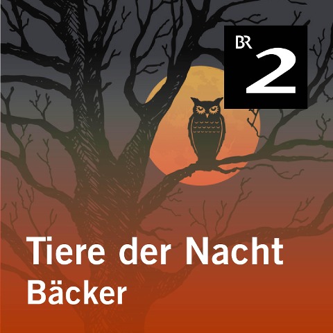 Tiere der Nacht: Bäcker - Silke Wolfrum