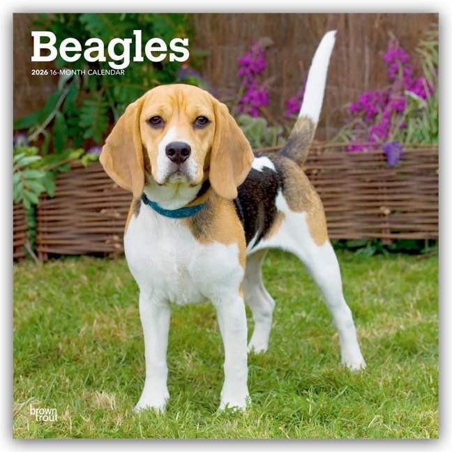 Beagles 2026 - 16-Monatskalender - Browntrout Publishers