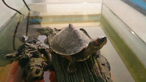 Interesting Insights in the world of Indian Roofed Turtles - Ayush Pathak