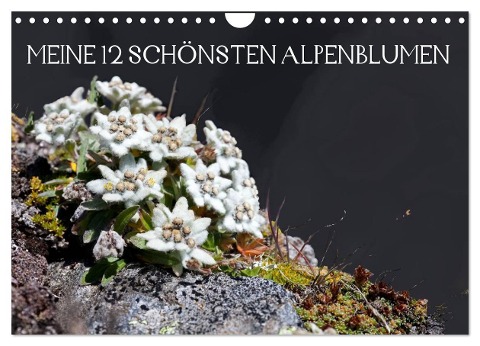 Meine 12 schönsten Alpenblumen (Wandkalender 2024 DIN A4 quer), CALVENDO Monatskalender - Christa Kramer