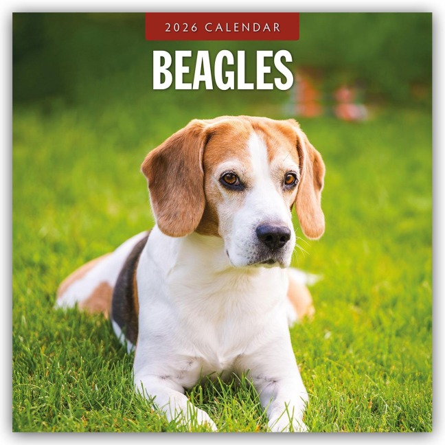 Beagles - Beagle 2026 - 16-Monatskalender - Robin Red