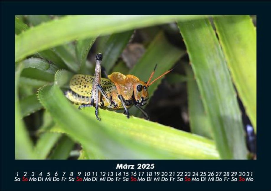 InsideView 7