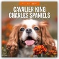 Cavalier King Charles Spaniels - Cavalier King Charles Spaniel 2025 - 16-Monatskalender - 