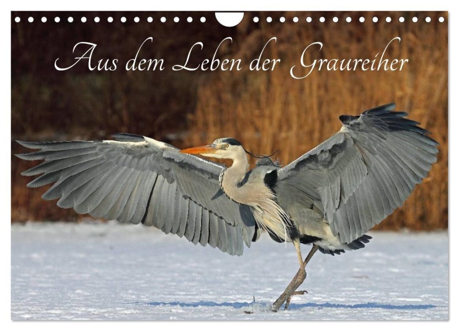 Aus dem Leben der Graureiher (Wandkalender 2027 DIN A4 quer), CALVENDO Monatskalender - Klaus Konieczka