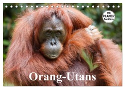 Cover-Bild zum Titel 'Orang-Utans (Tischkalender 2026 DIN A5 quer), CALVENDO Monatskalender' von 'Elisabeth Stanzer'
