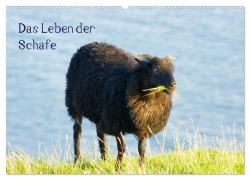 Das Leben der Schafe (Wandkalender 2025 DIN A2 quer), CALVENDO Monatskalender - Kattobello Kattobello