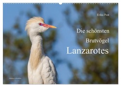 Cover-Bild zum Titel 'Die schönsten Brutvögel Lanzarotes (Wandkalender 2027 DIN A2 quer), CALVENDO Monatskalender' von 'Erika Post'