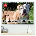 Faszination Bulldogge (hochwertiger Premium Wandkalender 2025 DIN A2 quer), Kunstdruck in Hochglanz - Elisabeth Stanzer