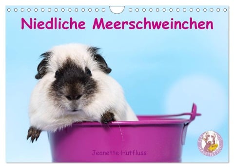 Niedliche Meerschweinchen (Wandkalender 2024 DIN A4 quer), CALVENDO Monatskalender - Jeanette Hutfluss