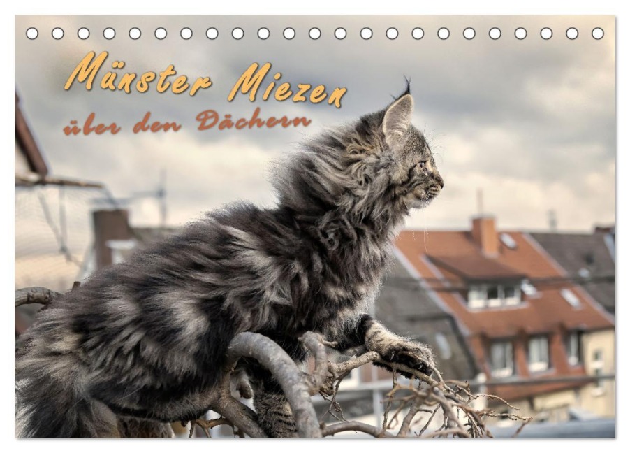 Münster Miezen - über den Dächern (Tischkalender 2026 DIN A5 quer), CALVENDO Monatskalender - Viktor Gross