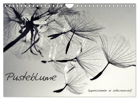 Pusteblume - Impressionen in schwarzweiß (Wandkalender 2024 DIN A4 quer), CALVENDO Monatskalender - Julia Delgado