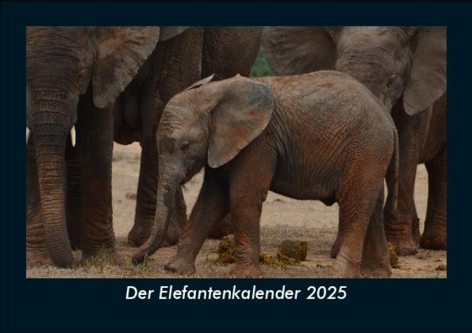 Der Elefantenkalender 2025 Fotokalender DIN A5 - Tobias Becker