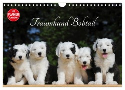 Cover-Bild zum Titel 'Traumhund Bobtail (Wandkalender 2026 DIN A4 quer), CALVENDO Monatskalender' von 'Sigrid Starick'